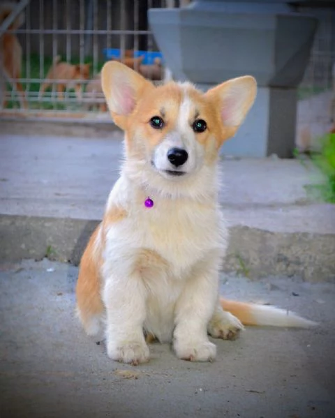 Cuccioli di Pembroke Welsh Corgi | Foto 4