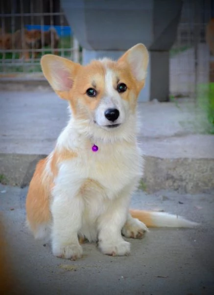 Cuccioli di Pembroke Welsh Corgi | Foto 2