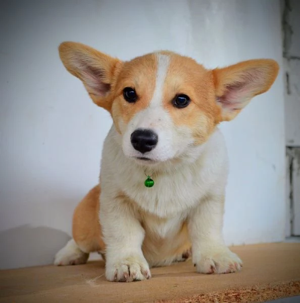 Cuccioli di Pembroke Welsh Corgi | Foto 0