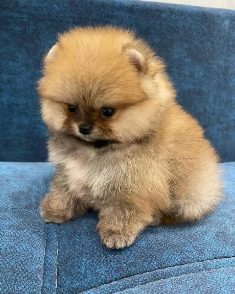 ADORABILI CUCCIOLI DI Pomerania IN ADOZIONE | Foto 2