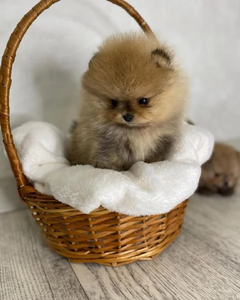 ADORABILI CUCCIOLI DI Pomerania IN ADOZIONE | Foto 1