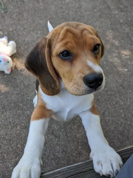 BELLISSIMO BEAGLE IN ADOZIONE | Foto 1