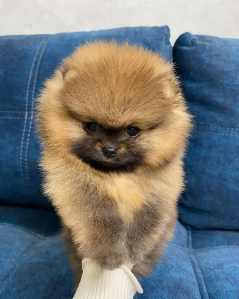 BELLISSIMO CUCCIOLO DI Pomerania DA ADOTTARE E RICERCARE | Foto 1