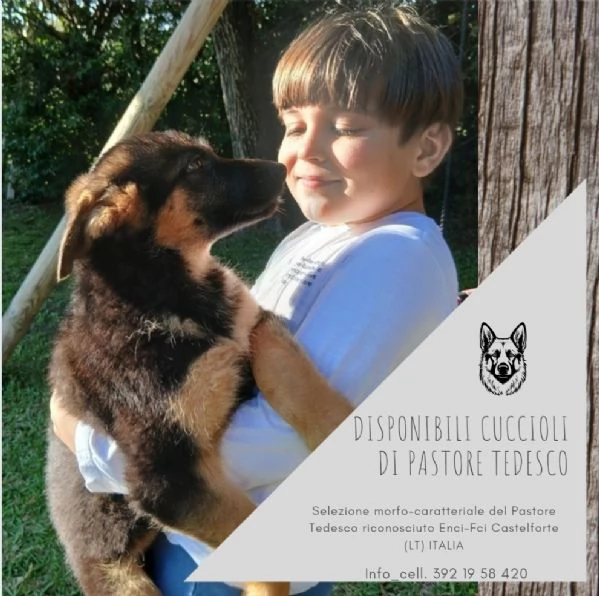 Disponibili cuccioli di pastore tedesco | Foto 1