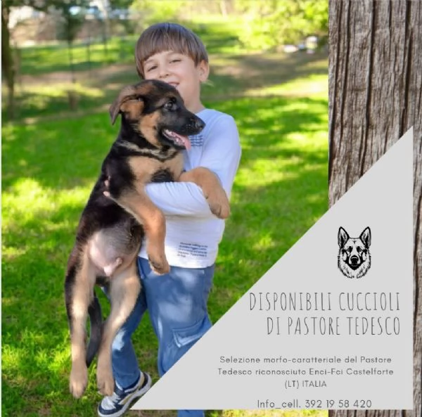 Disponibili cuccioli di pastore tedesco | Foto 0