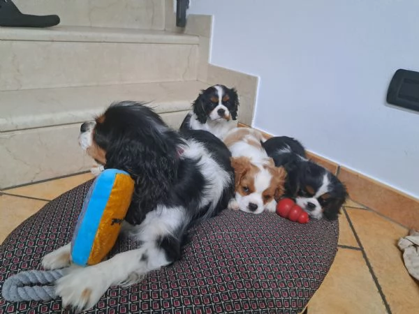 1 cucciolo cavalier king charles spaniel