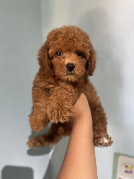 Cuccioli di Barboncino cercano casa piena damore