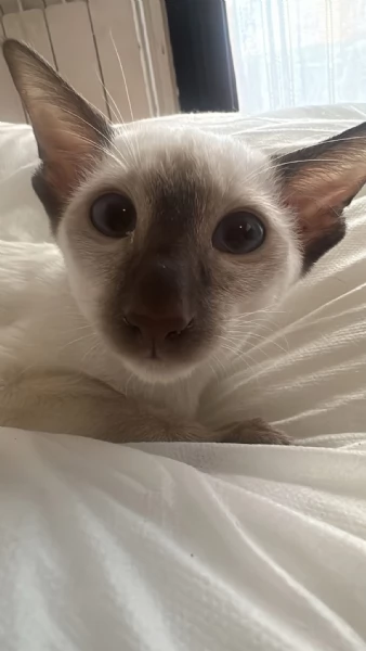 Siamesi pura razza gattino | Foto 1