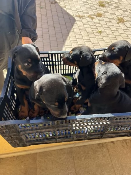 Cuccioli Dobermann | Foto 4