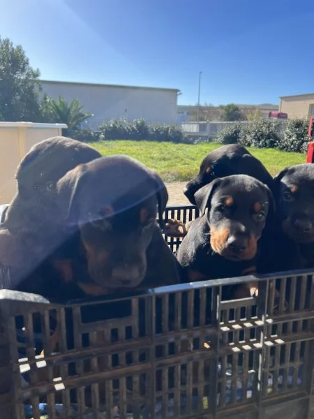 Cuccioli Dobermann | Foto 2