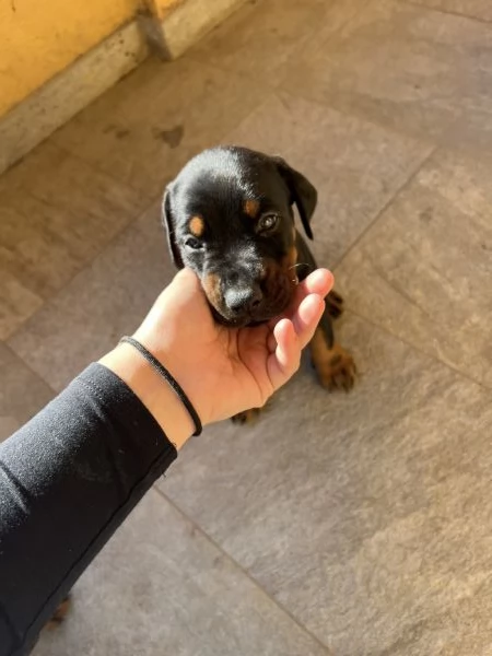 Cuccioli Dobermann | Foto 1
