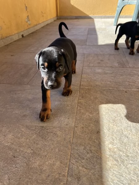 Cuccioli Dobermann | Foto 0