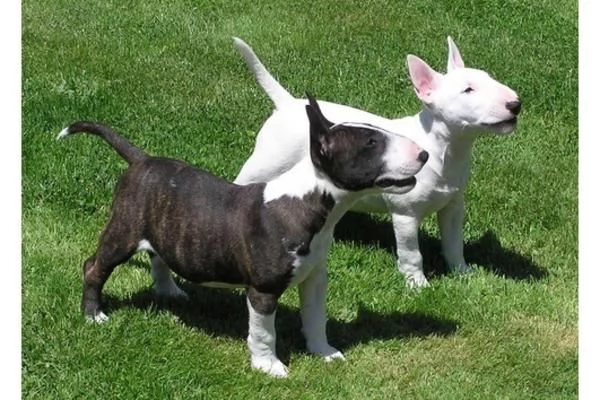 Cucciolo di Bull terrier disponibili