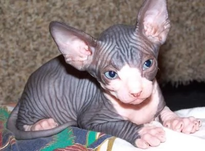 Gatti sphynx bellissimi cuccioli | Foto 0