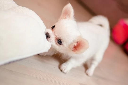 adorabili cuccioli di Chihuahua | Foto 0