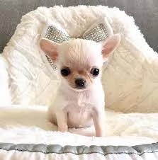 adorabili cuccioli di Chihuahua