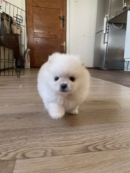 adorabili cuccioli di Pomerania | Foto 0