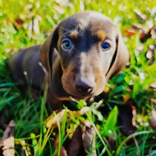 Bellissimi cuccioli di bassotto nano color cioccolato pronti per le loro nuove case | Foto 4