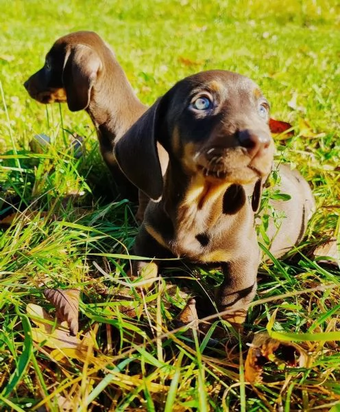 Bellissimi cuccioli di bassotto nano color cioccolato pronti per le loro nuove case | Foto 2