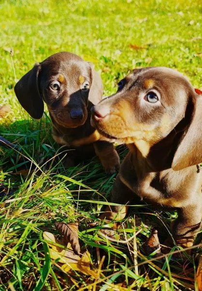 Bellissimi cuccioli di bassotto nano color cioccolato pronti per le loro nuove case | Foto 1