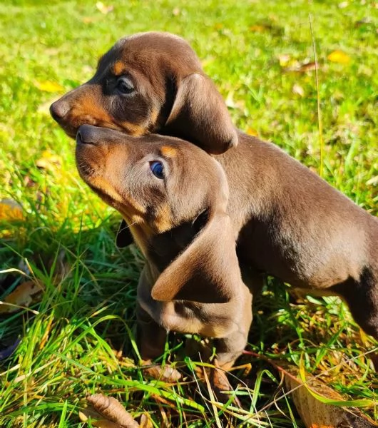 Bellissimi cuccioli di bassotto nano color cioccolato pronti per le loro nuove case