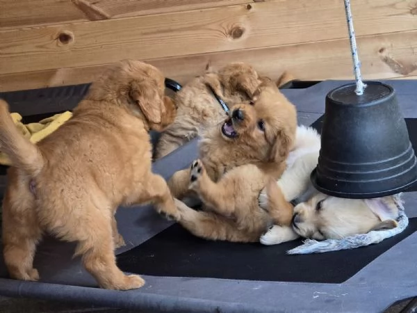 Cuccioli Golden Retriever con pedigree ENCI