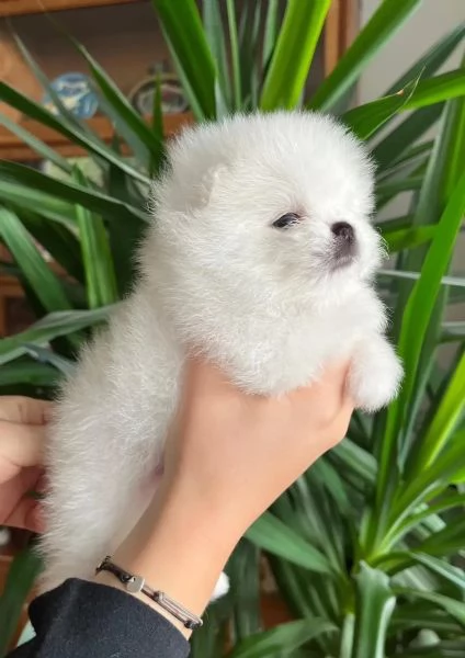SPITZ POMERANIA nano con pedigree Enci | Foto 4