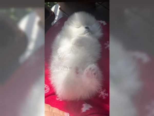 SPITZ POMERANIA nano con pedigree Enci | Foto 3