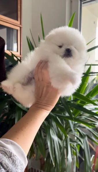 SPITZ POMERANIA nano con pedigree Enci | Foto 0