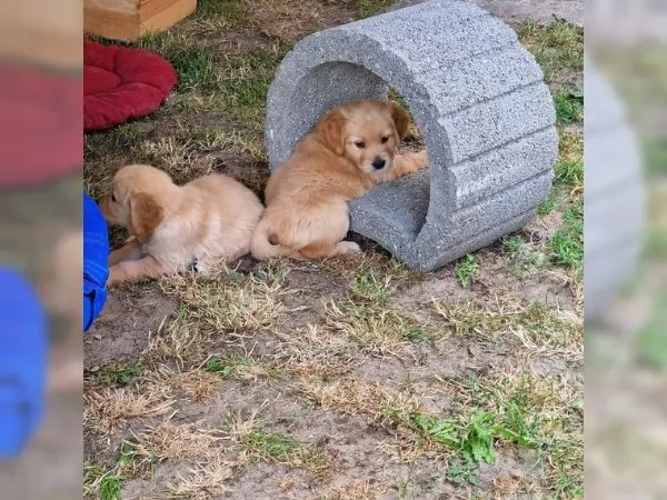 I cuccioli di Golden Retriever sono ancora alla ricerca di una casa amorevole | Foto 2