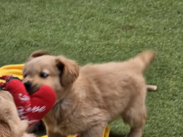 I cuccioli di Golden Retriever sono ancora alla ricerca di una casa amorevole | Foto 1
