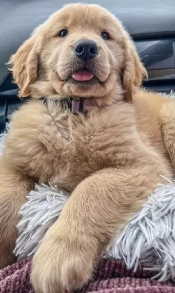 Bellissimi ragazzi e ragazze di Golden Retriever cuccioli | Foto 4