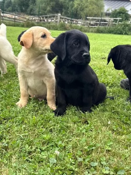 Cuccioli di labrador color giallo