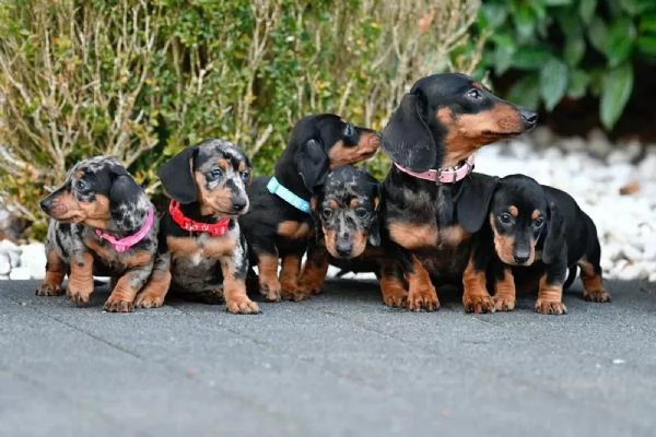 Cuccioli di Bassotto Nano in cerca di una casa per sempre | Foto 0