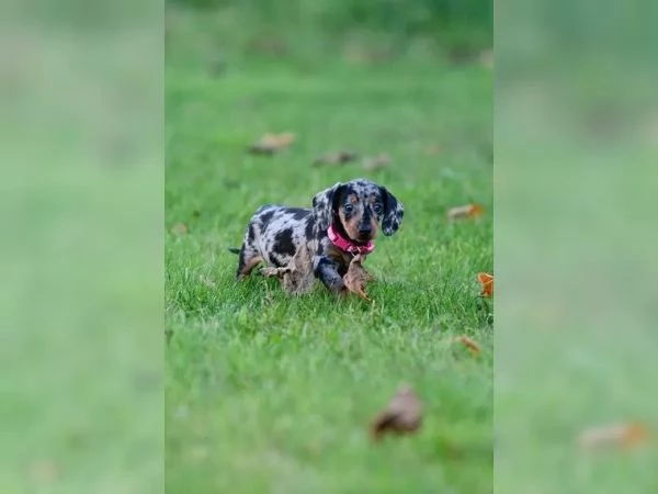I nostri adorabili cuccioli di bassotto in miniatura sono qui Bassotto | Foto 0