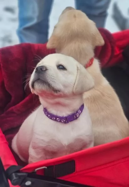 Cuccioli di Labrador da sogno cercano una casa amorevole