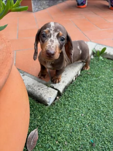 Bassotto maschio e femmina disponibili | Foto 2