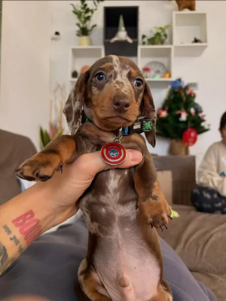 BASSOTTI NANI  BASSOTTO NANO CHOCO MERLE cuccioli | Foto 4