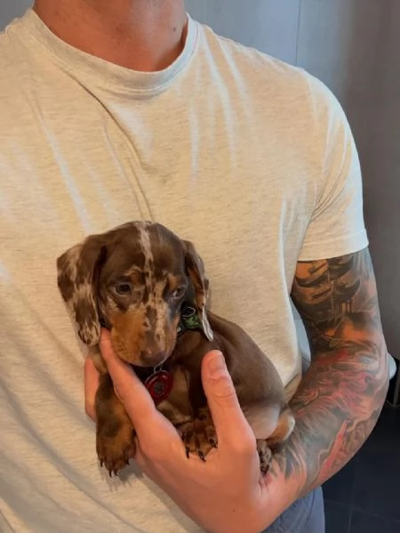 Cuccioli choco e fulvo bassotto pedigree enci | Foto 4