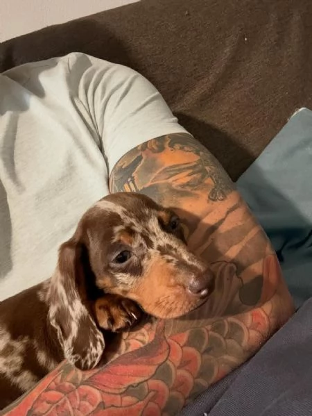 Cuccioli choco e fulvo bassotto pedigree enci | Foto 3