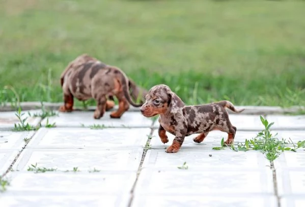 Cuccioli choco e fulvo bassotto pedigree enci | Foto 0