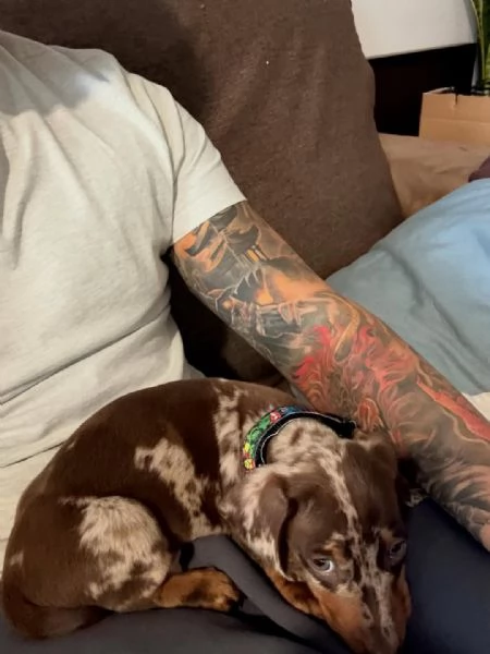 Bassotti nani in colori speciali | Foto 1