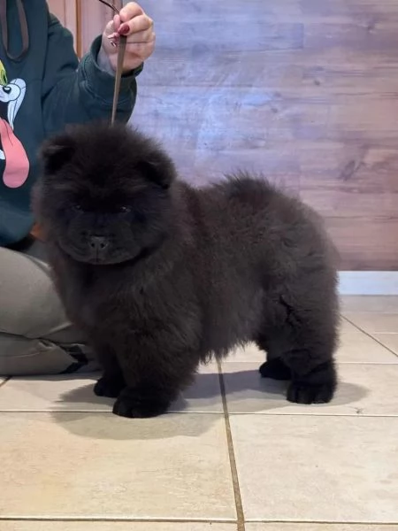 Chow Chow cucciola maschio e femmina con pedigree