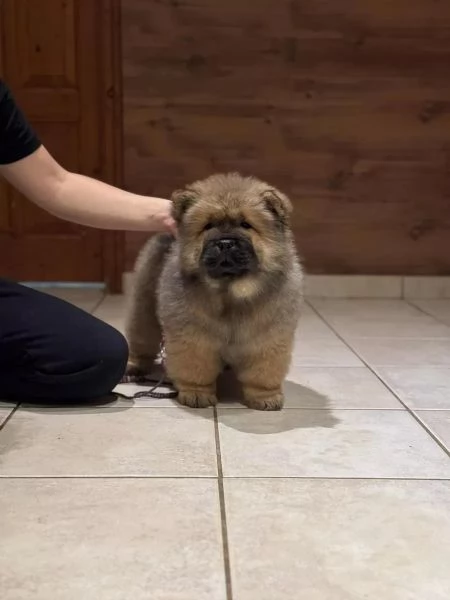 Chow Chow cucciola maschio e femmina con pedigree | Foto 6