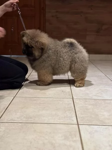 Chow Chow cucciola maschio e femmina con pedigree | Foto 5