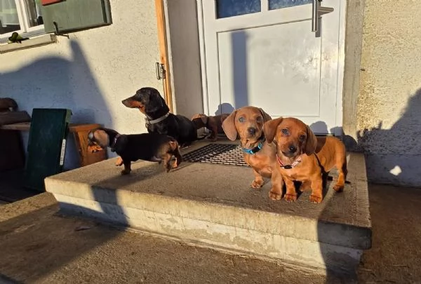 Adorabili cuccioli bassotto femminucce e maschietti disponibili | Foto 3