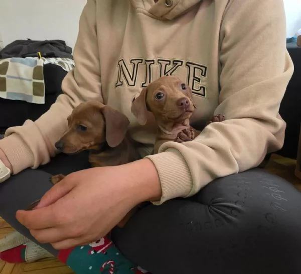 Adorabili cuccioli bassotto femminucce e maschietti disponibili | Foto 2