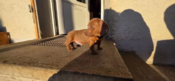 Adorabili cuccioli bassotto femminucce e maschietti disponibili | Foto 0