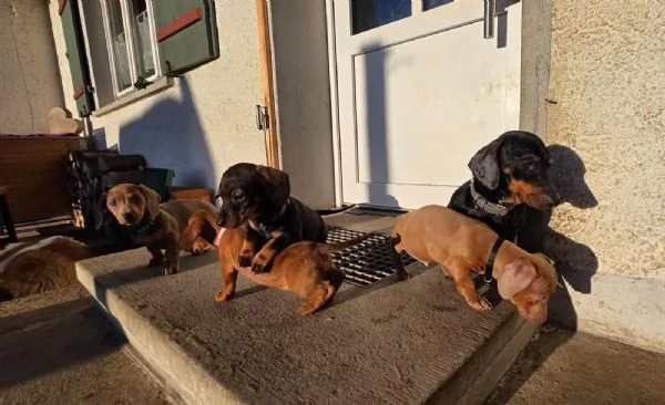 4 bellissimi cuccioli di bassotto nano
