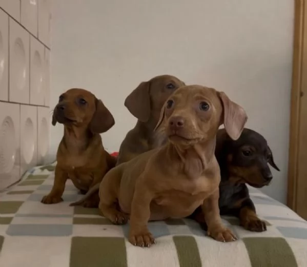 4 bellissimi cuccioli di bassotto nano | Foto 1